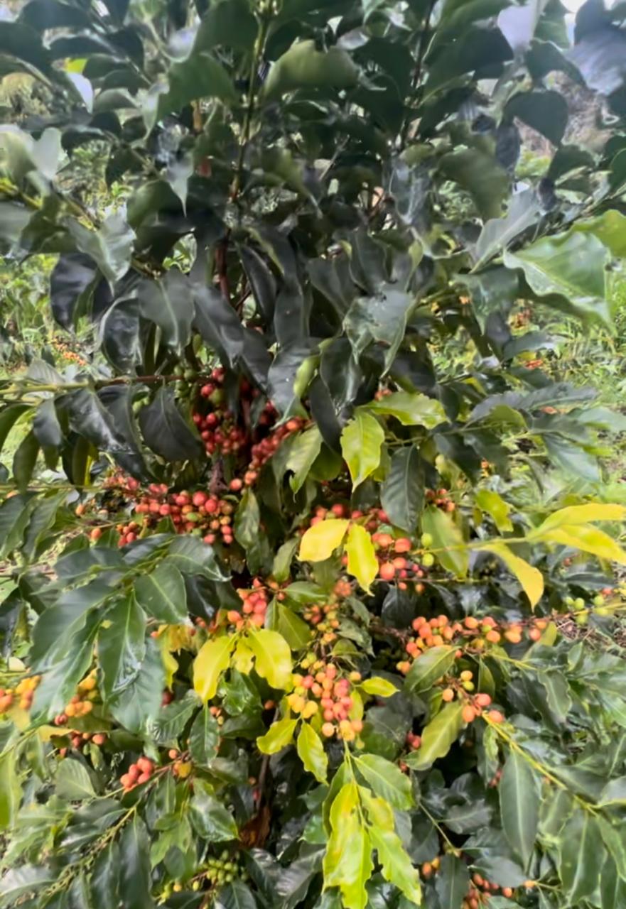 *RE-RELEASE* Finca La Bohemia Borbon Island - Colombia, washed