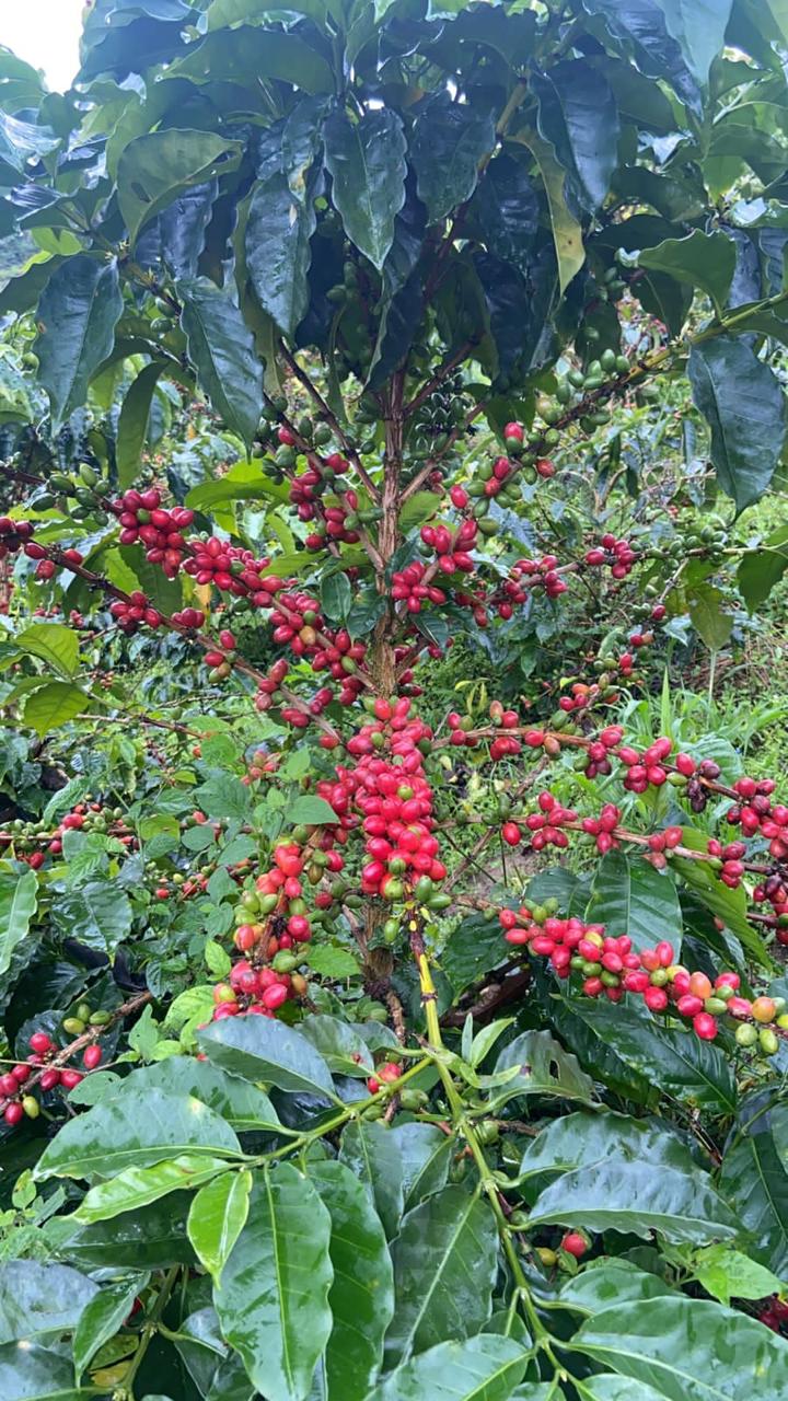 *RE-RELEASE* Finca La Bohemia Borbon Island - Colombia, washed