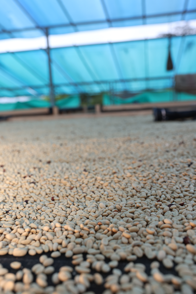 *RE-RELEASE* Finca La Bohemia Borbon Island - Colombia, washed