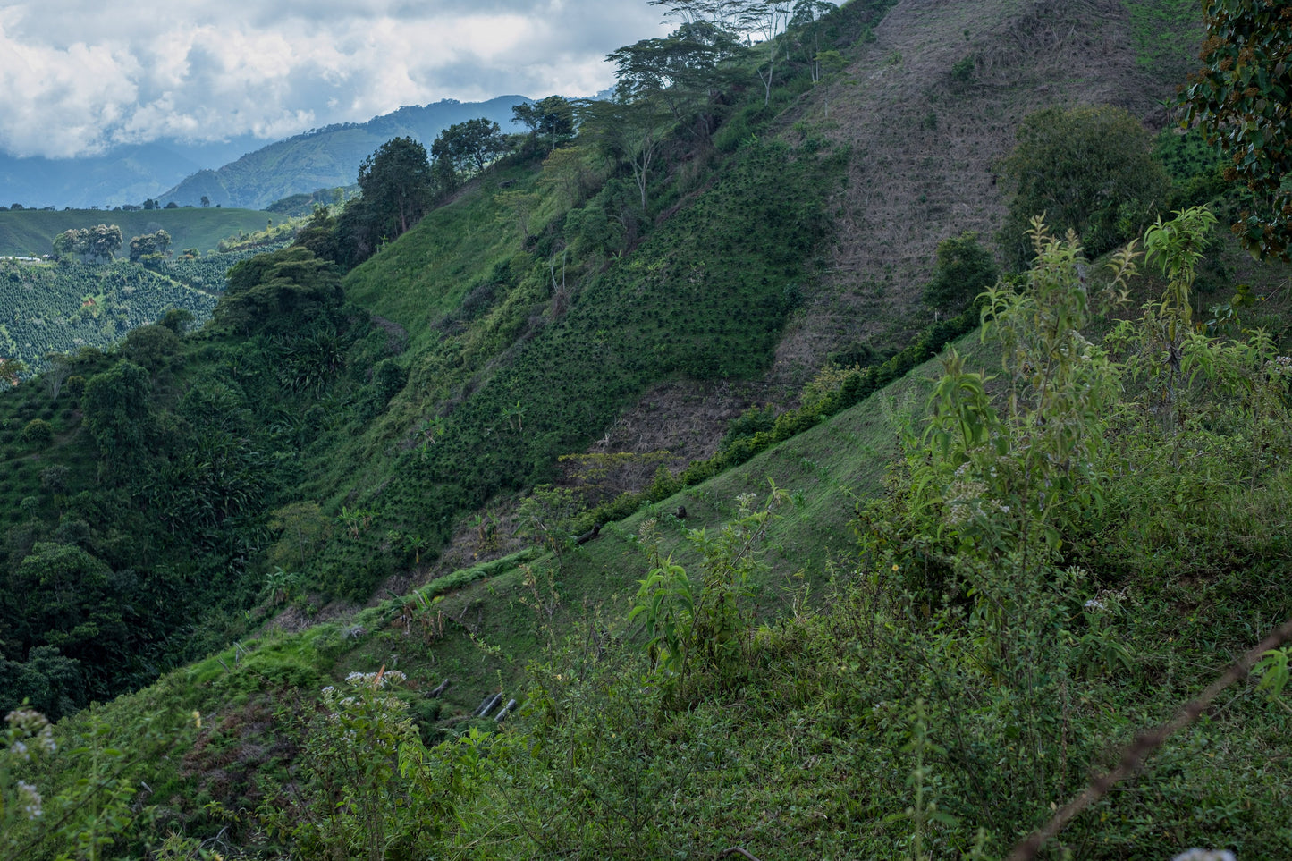 *NEW* Finca El Proceso Chiroso - Colombia, washed