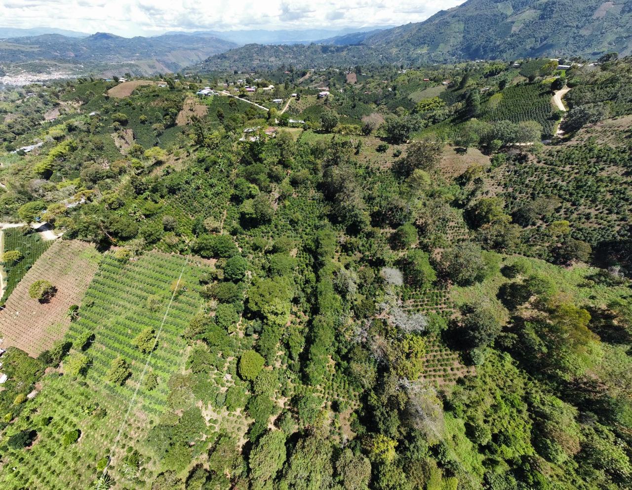 Finca El Higuerón Sidra - Colombia, washed