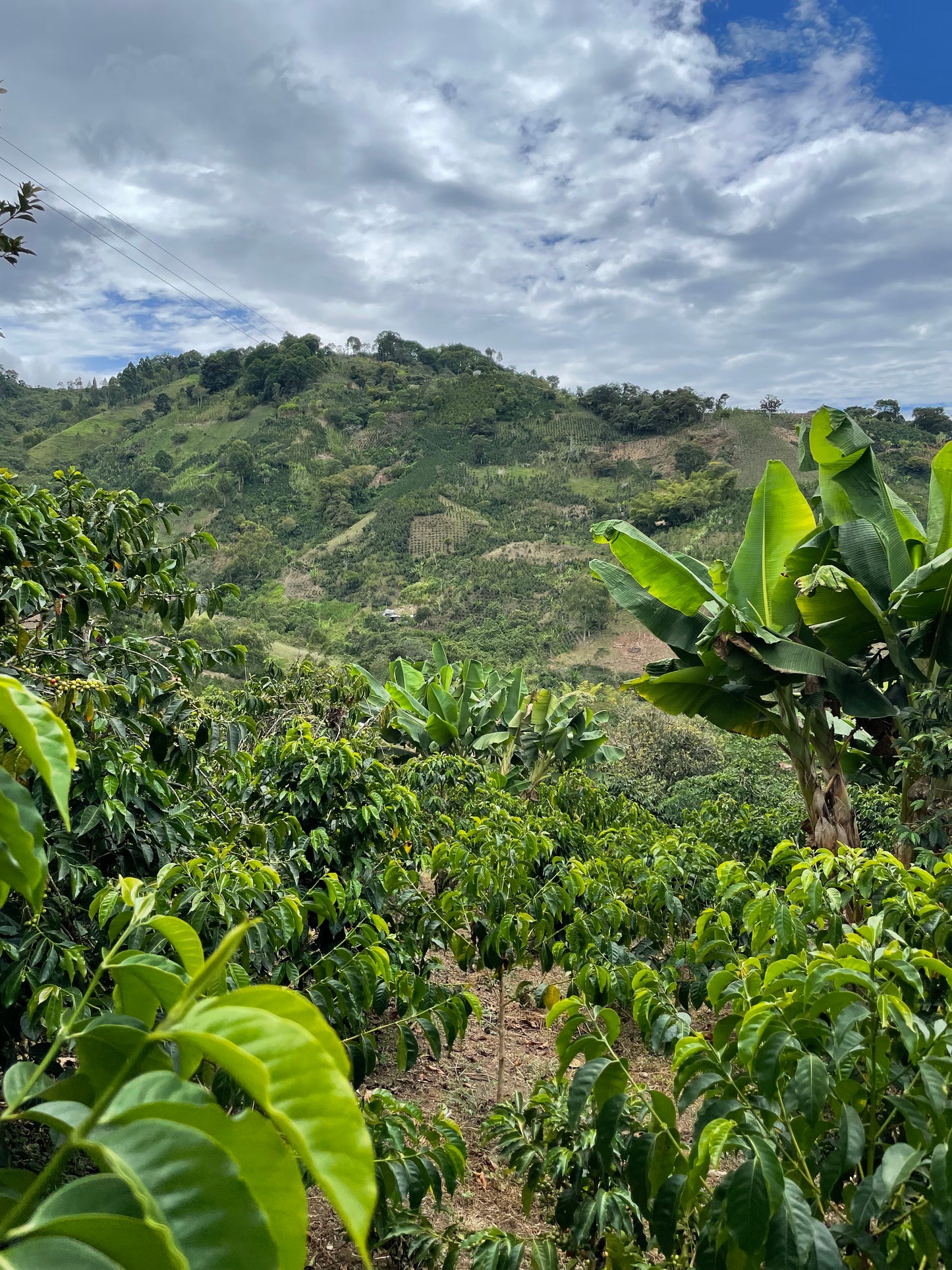 Finca El Higuerón Sidra - Colombia, washed