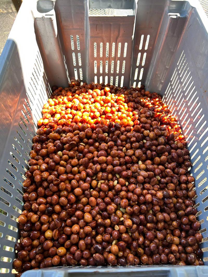 *RE-RELEASE* Ecuador Cup of Excellence #4 La Florida