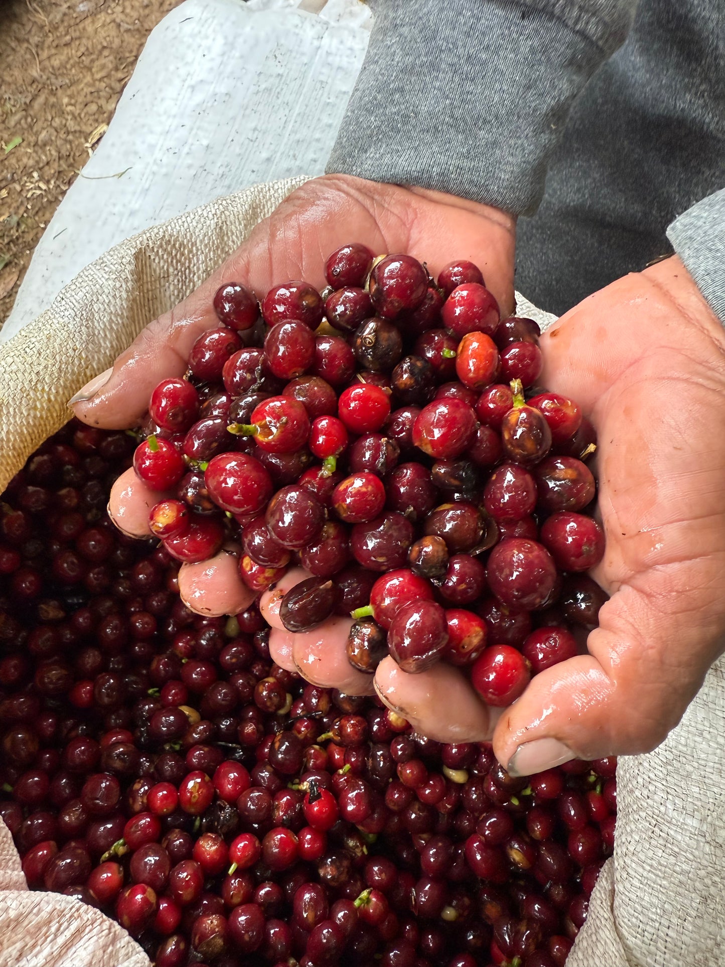 Finca Copey Geisha - Costa Rica, washed