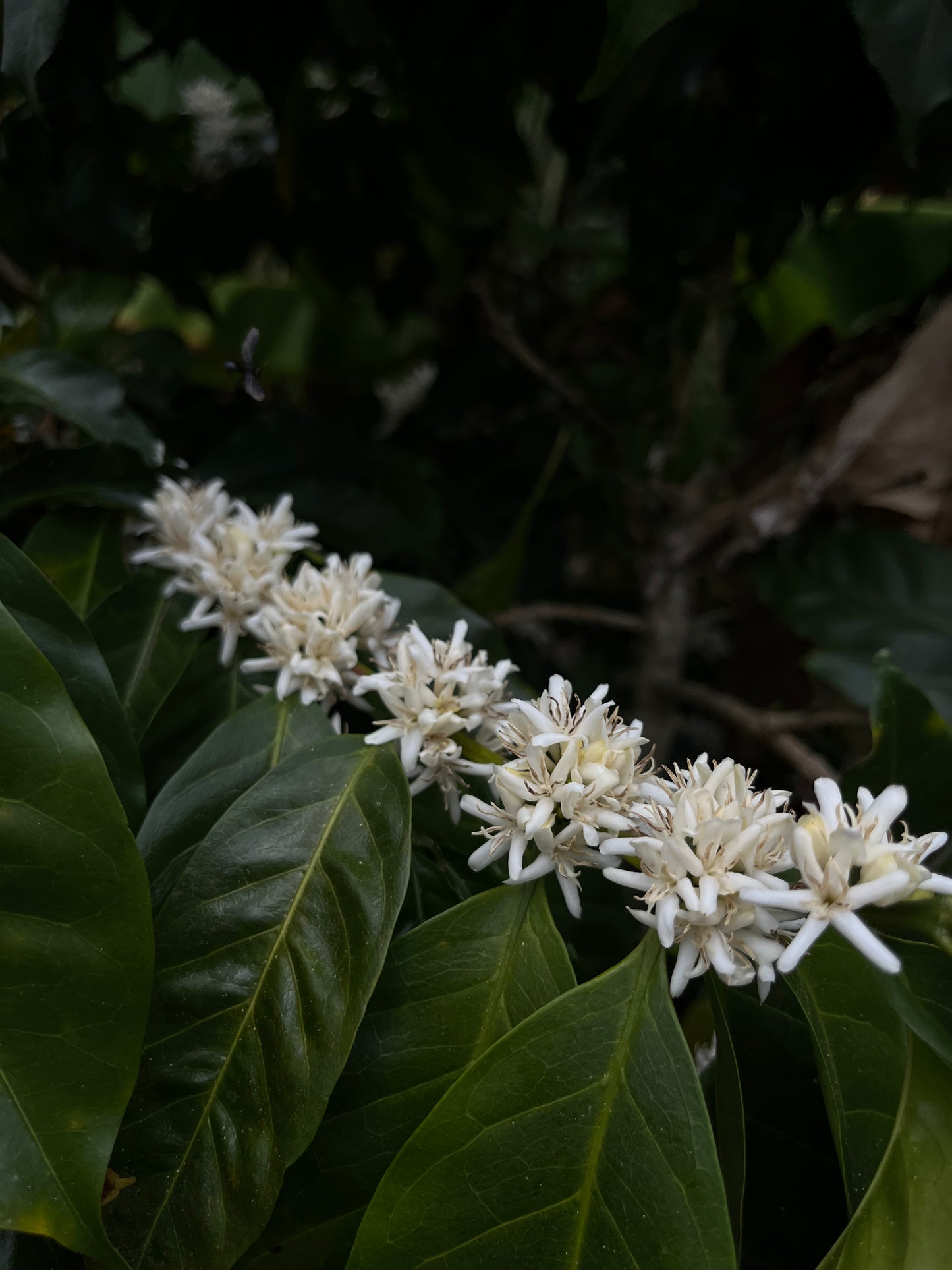 Finca Copey Geisha - Costa Rica, washed