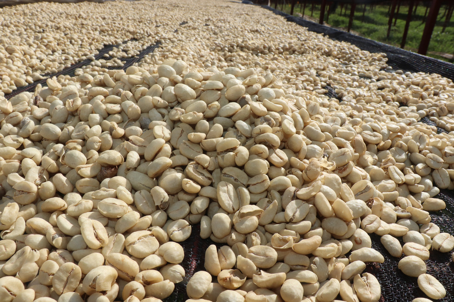 Thunguri AA - Kenya, washed