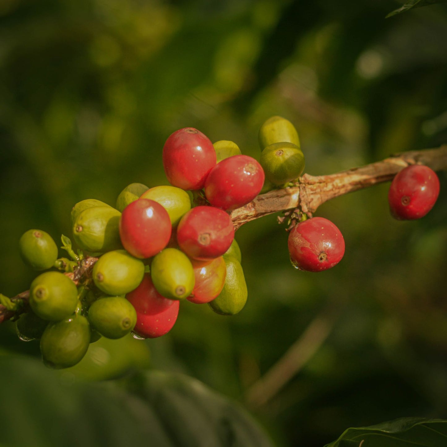 La Reserva Ajial Bourbon Ají - Colombia, washed