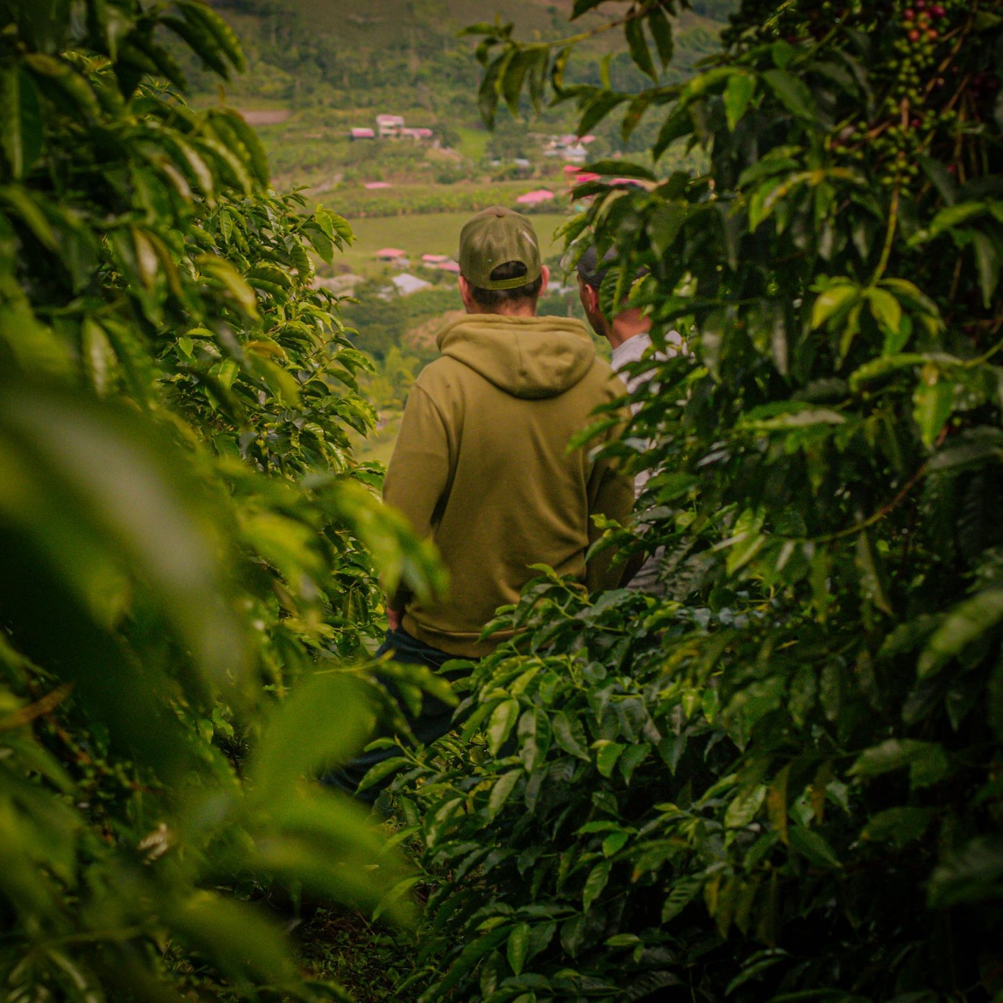 La Reserva Ajial Bourbon Ají - Colombia, washed