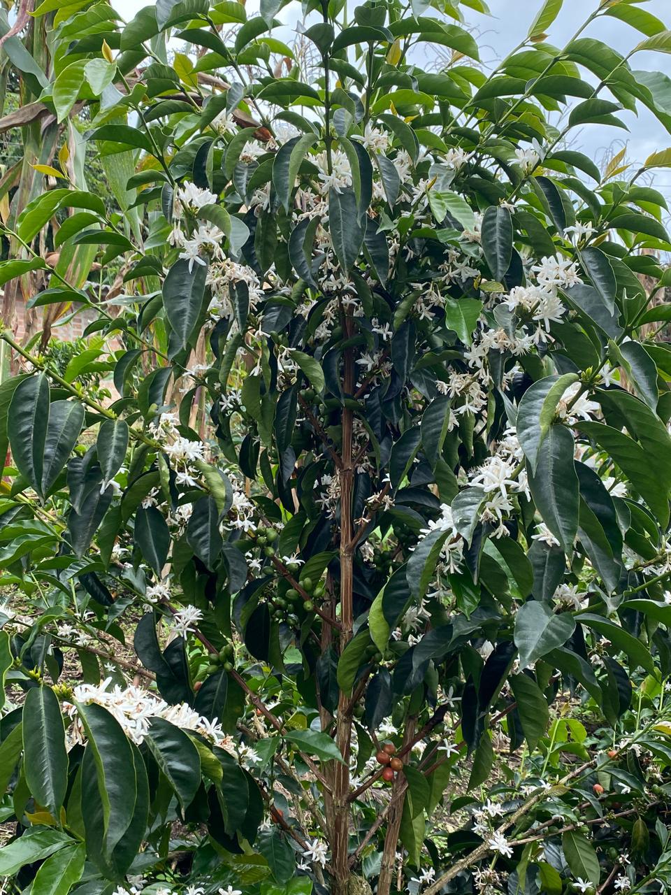Flor Blanca II