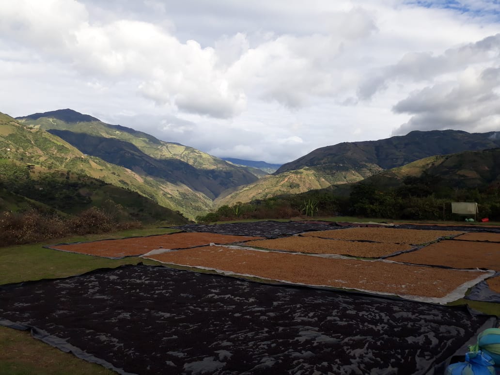 Las Perlitas Honey - Colombia