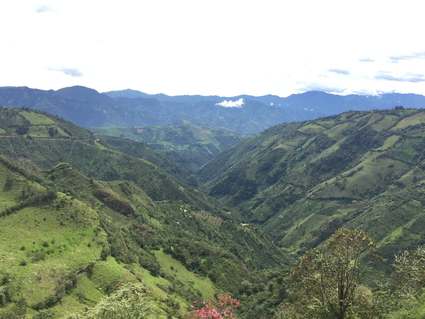 Las Perlitas Honey - Colombia
