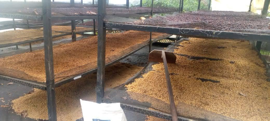 *NEW* Finca El Proceso Chiroso - Colombia, washed