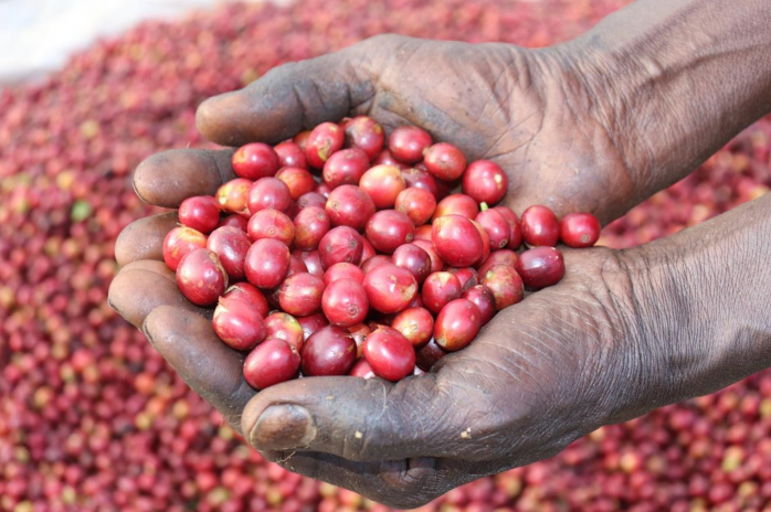 Nginda AA - Kenya, washed