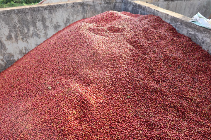 Nginda AA - Kenya, washed