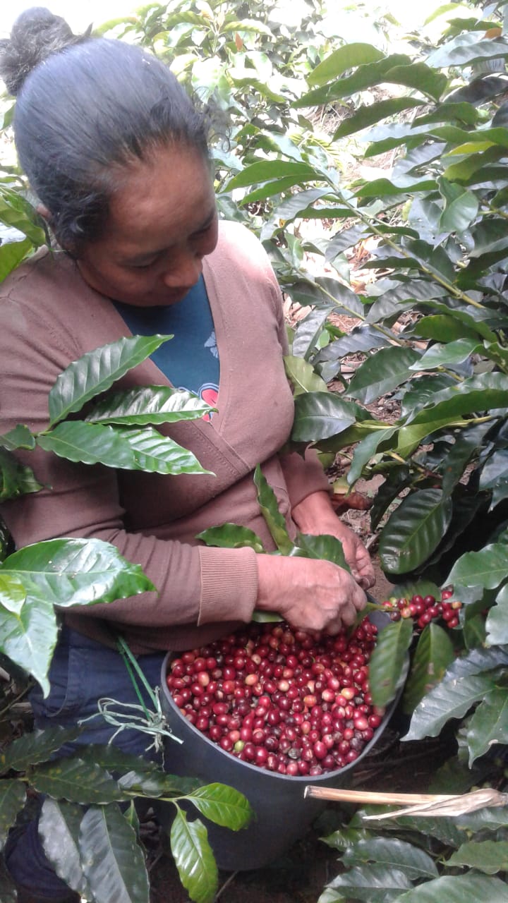 Planadas Honey - Colombia