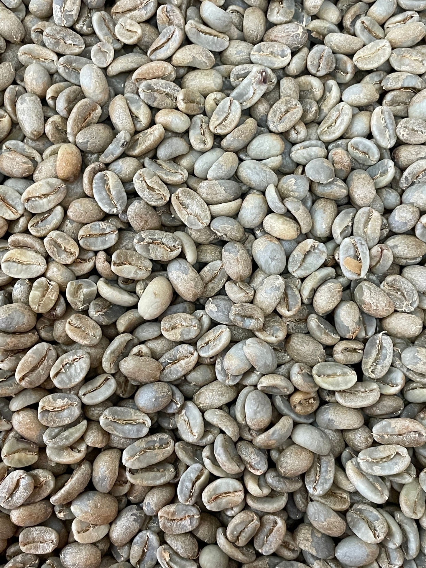 Finca La Pradera Geisha - Bulk Green