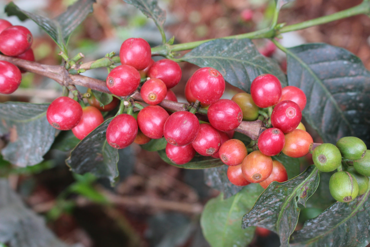 Thunguri AA - Kenya, washed