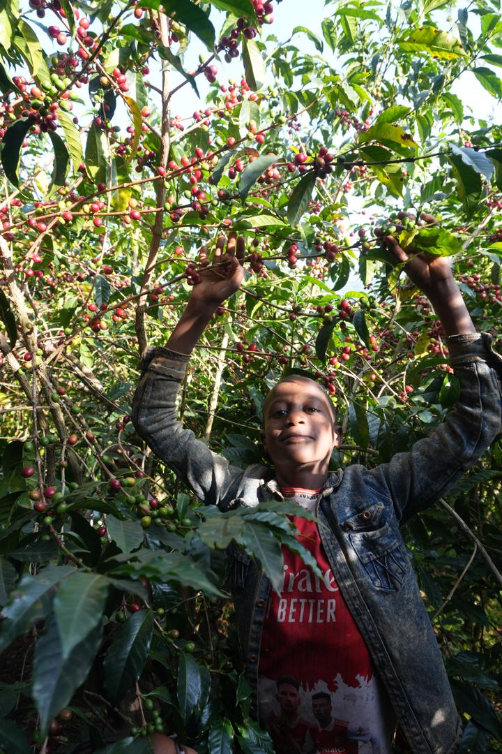 *NEW* Shantawene Natural - Ethiopia, natural