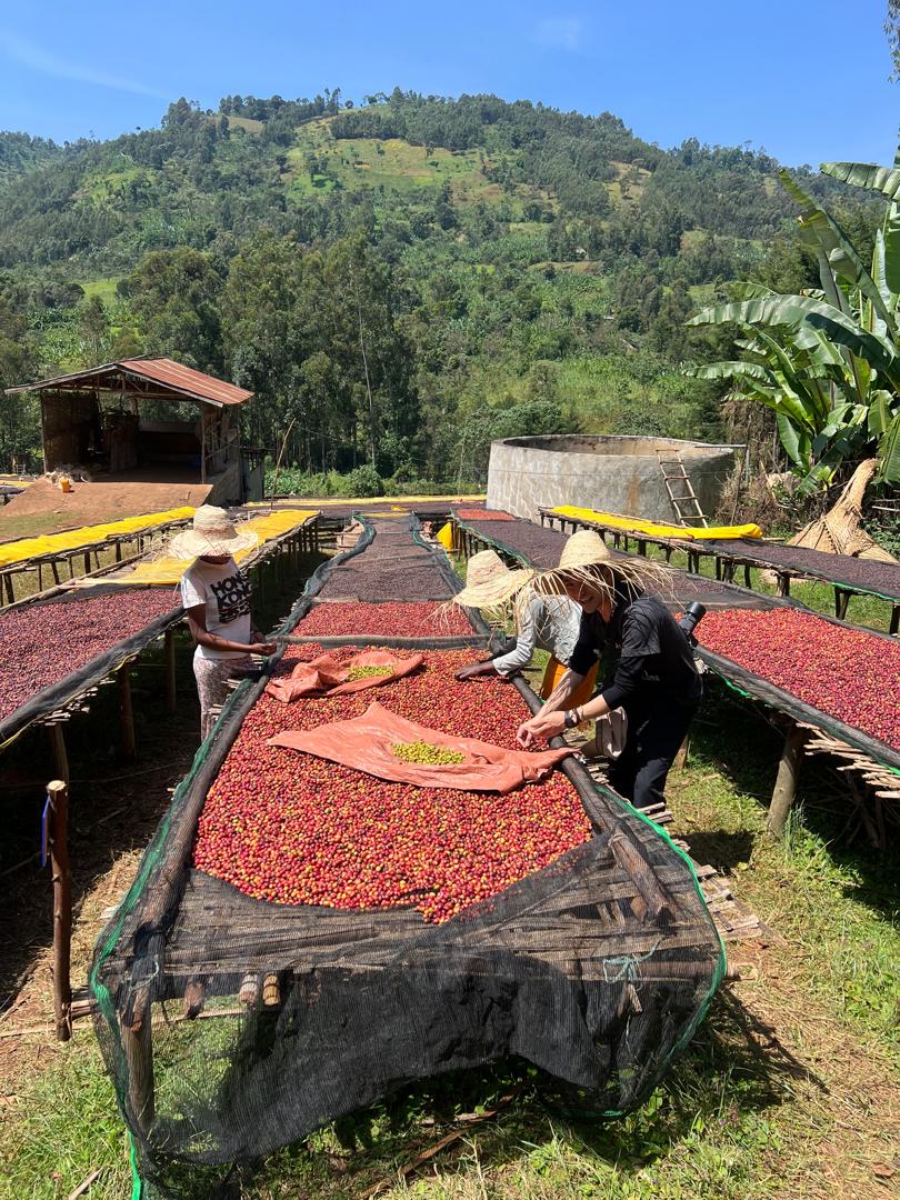 *NEW* Shantawene Natural - Ethiopia, natural