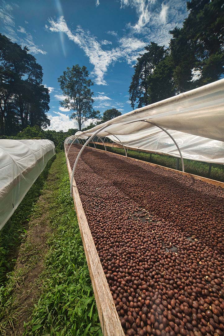 *NEW* Finca Bonita Springs Caturra - Panama, natural