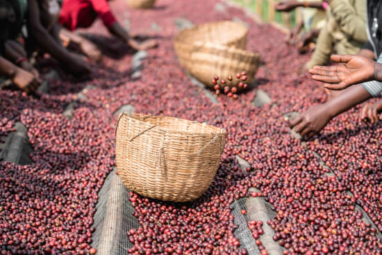 Qunqana - Ethiopia, honey