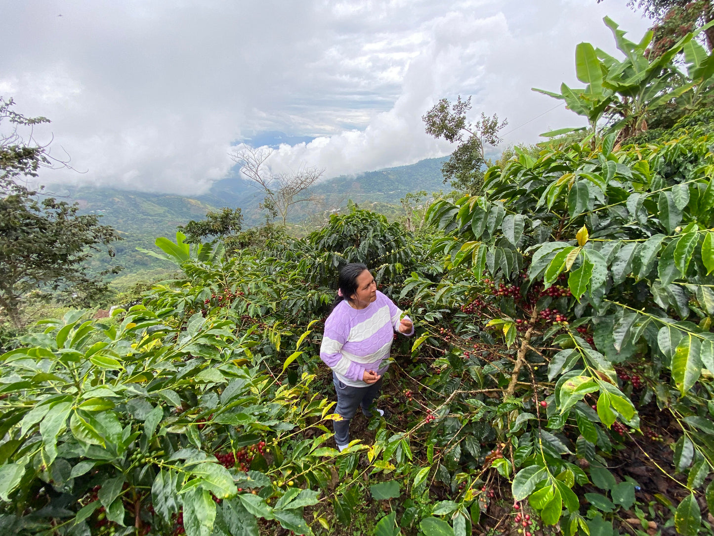 Maria Nieves El Limón Geisha - Peru, washed