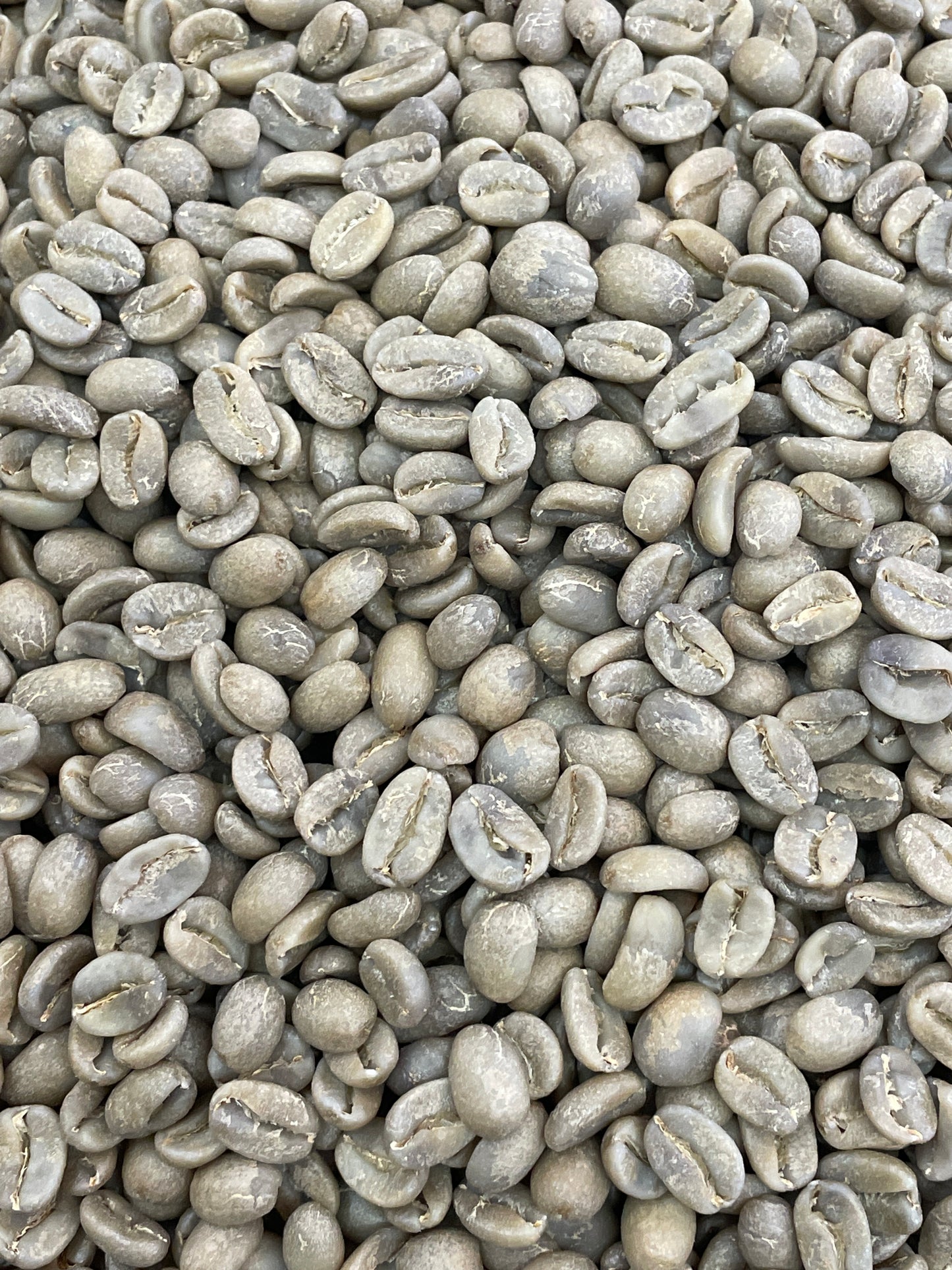 Shipago Geisha - Peru, washed