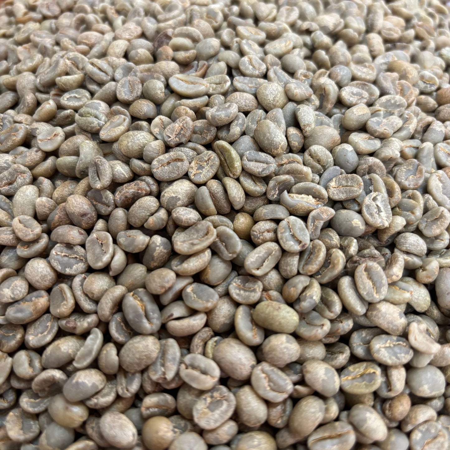Finca Copey Geisha - Costa Rica, washed - Green