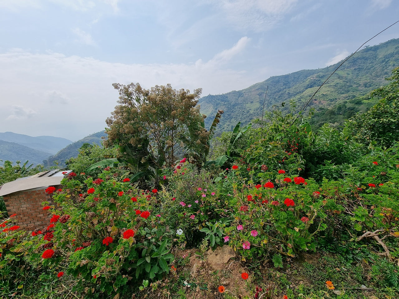 Maribel Hererra Geisha/Caturra - Peru, washed
