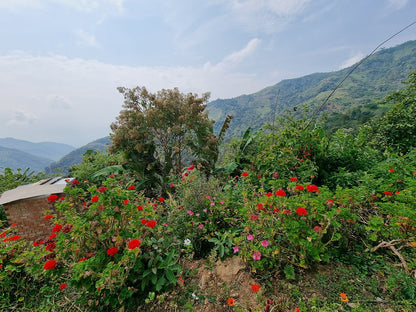 Maribel Hererra Geisha/Caturra - Peru, washed