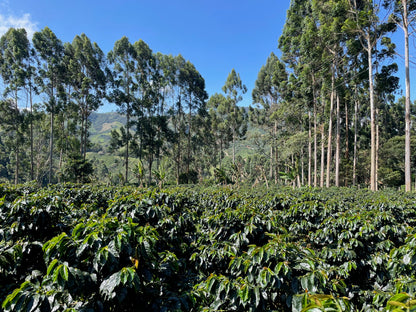 *NEW* Buena Vista Pink Bourbon - Colombia, natural