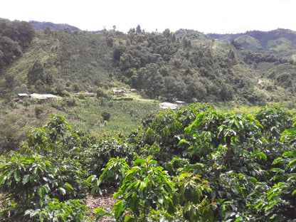 *NEW* Buena Vista Pink Bourbon - Colombia, natural