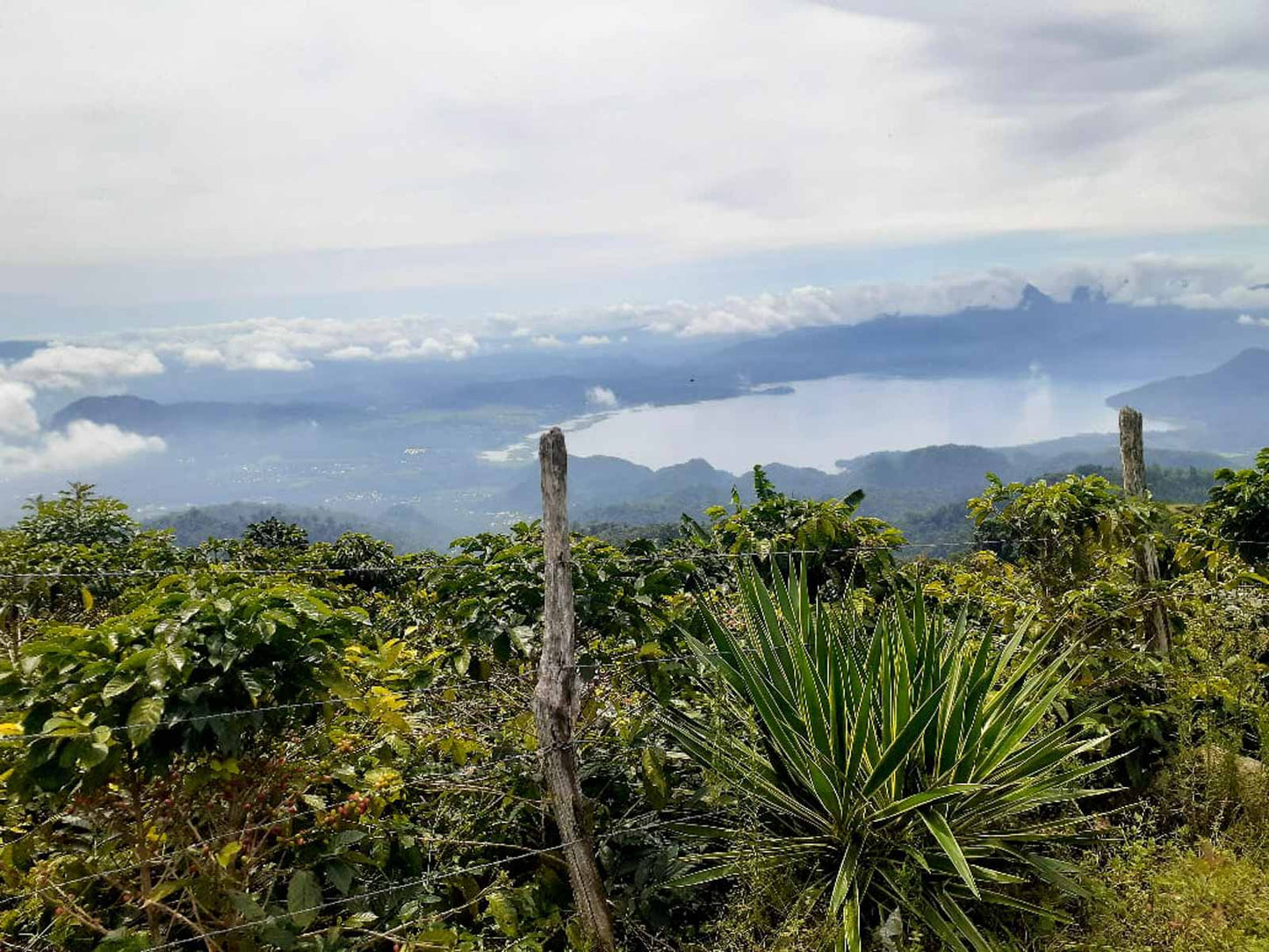 Honduras Cup Of Excellence #19 - Los Tanquez Pacas - Honduras, natural