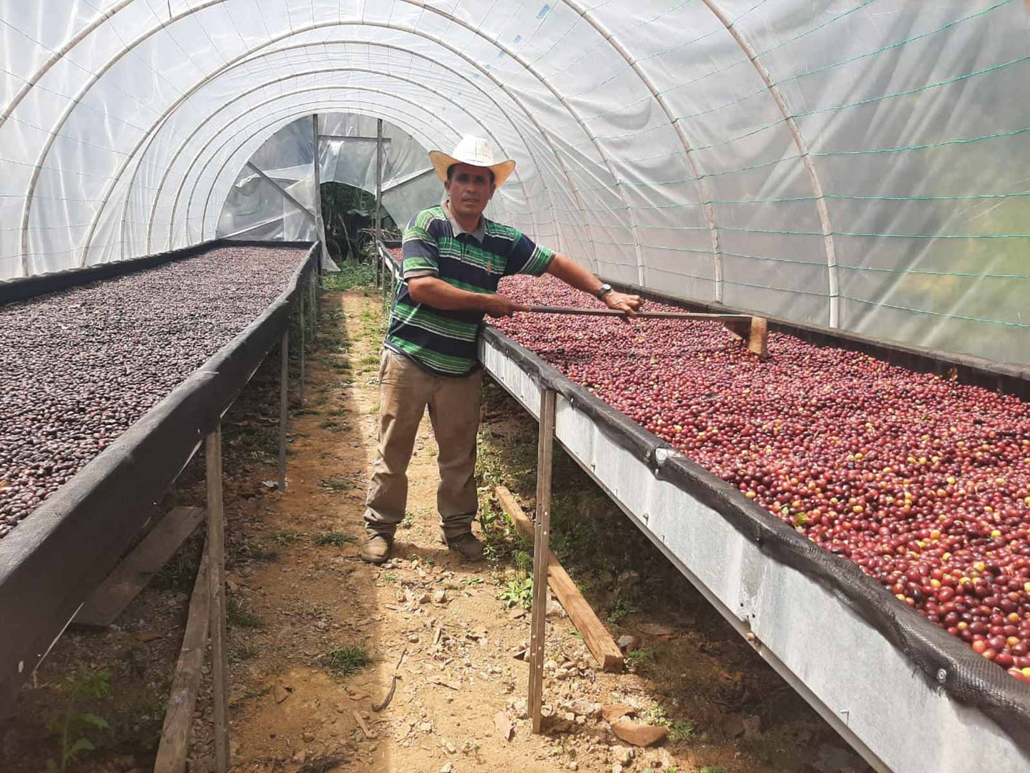 Honduras Cup Of Excellence #19 - Los Tanquez Pacas - Honduras, natural