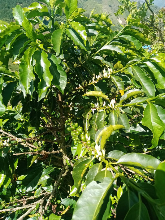 Bella Vista - Colombia, washed