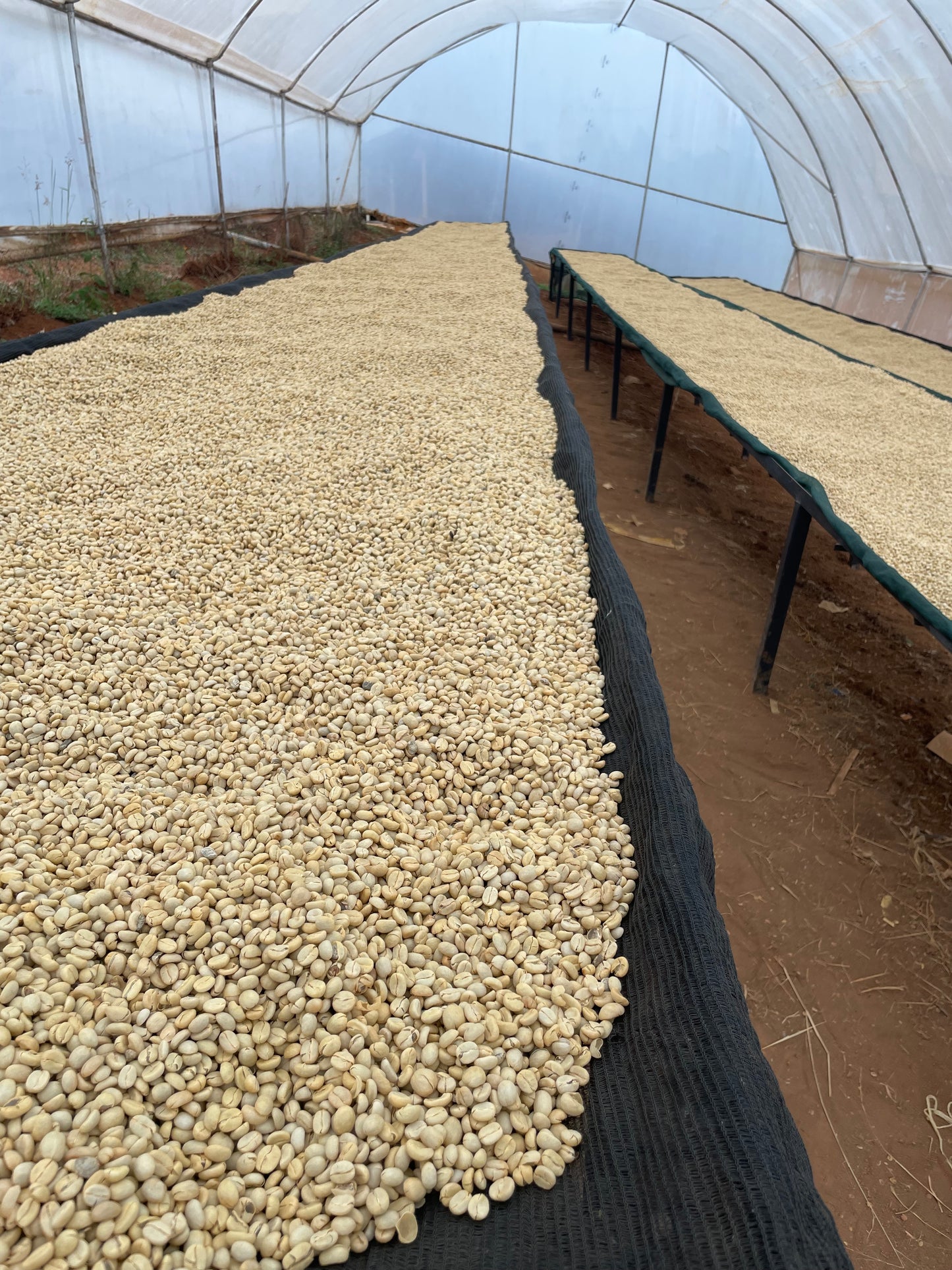Karinga AA - Kenya, washed