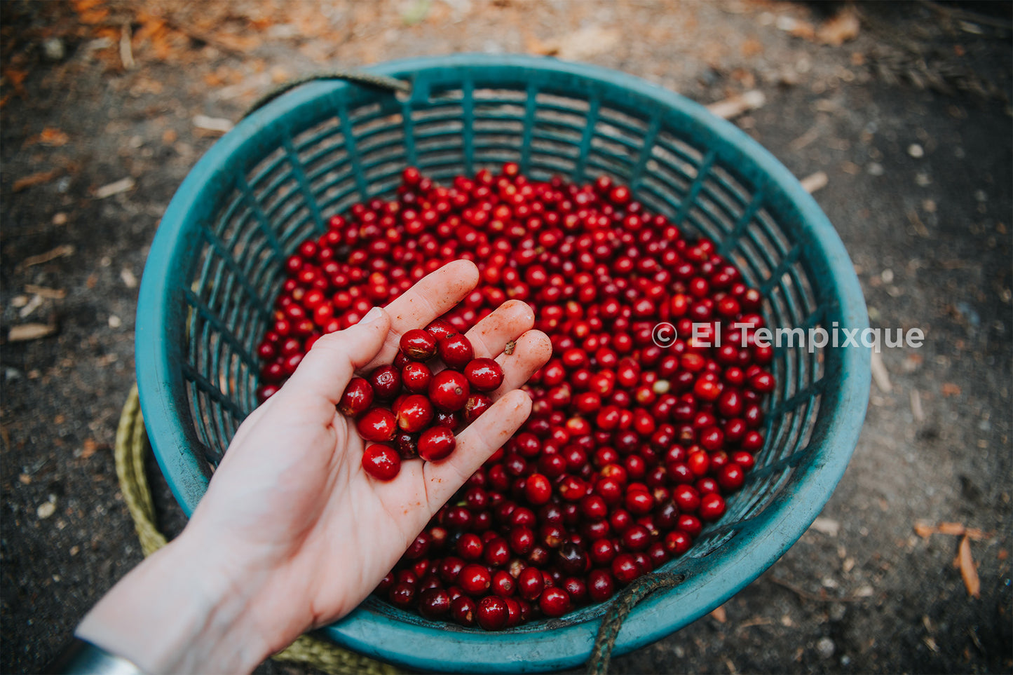 *NEW* Cup of Excellence Guatemala #7 Granja El Tempixque - Washed Catuaí