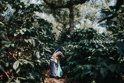 *NEW* Cup of Excellence Guatemala #7 Granja El Tempixque - Washed Catuaí