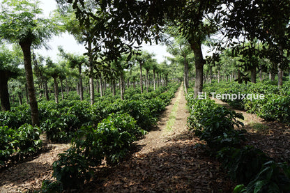 *NEW* Cup of Excellence Guatemala #7 Granja El Tempixque - Washed Catuaí