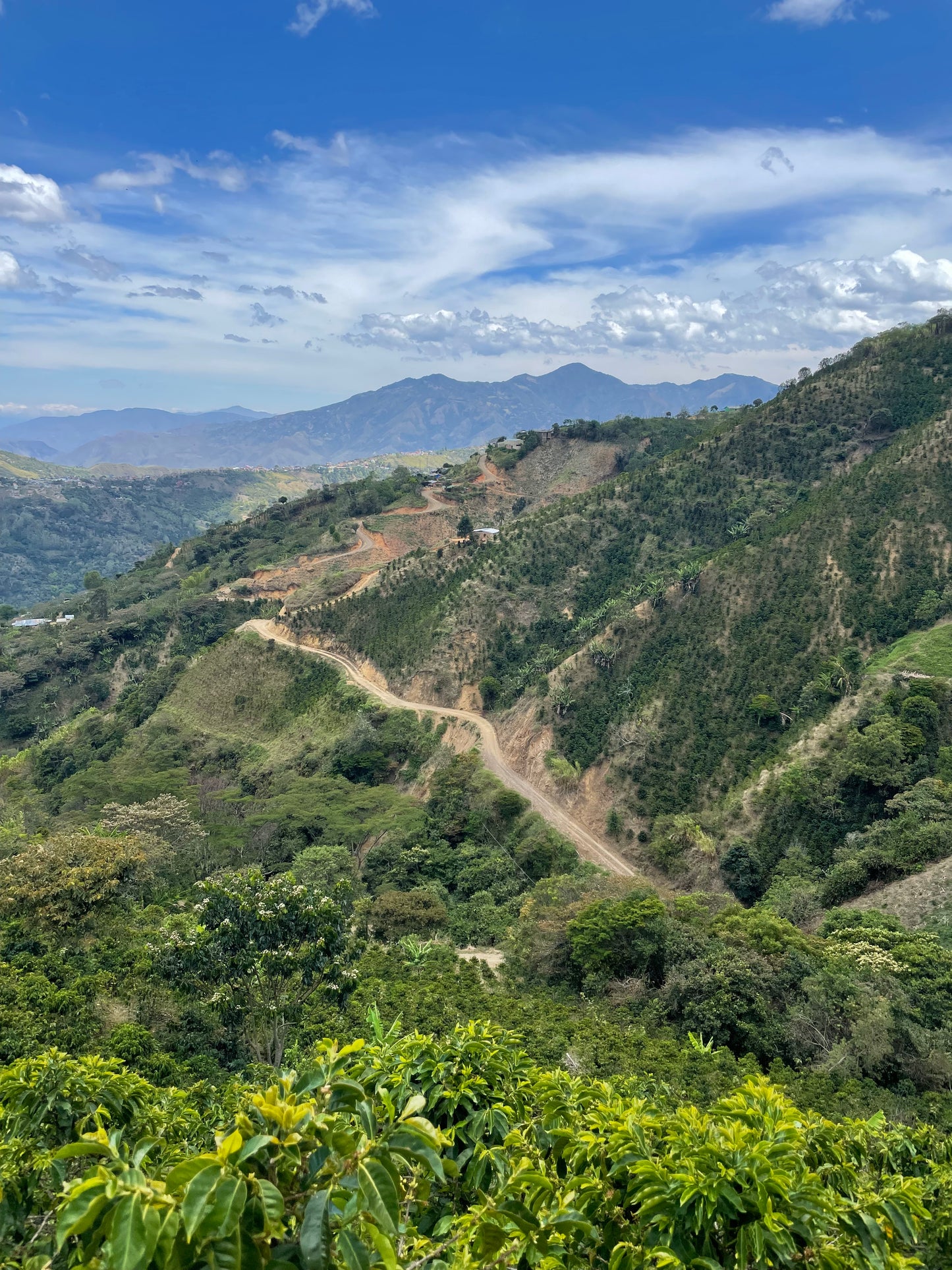 Finca El Naranjo - Colombia, honey