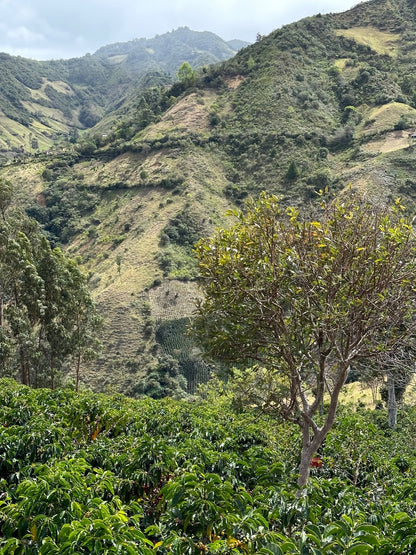 El Ajial ESPRESSO - Colombia, washed