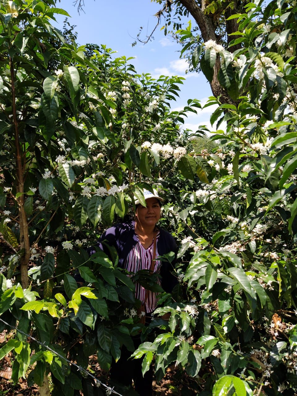 Finca El Higuerón - Colombia, natural