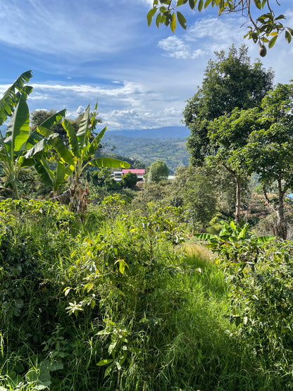 Finca La Filadelfia - Colombia, honey