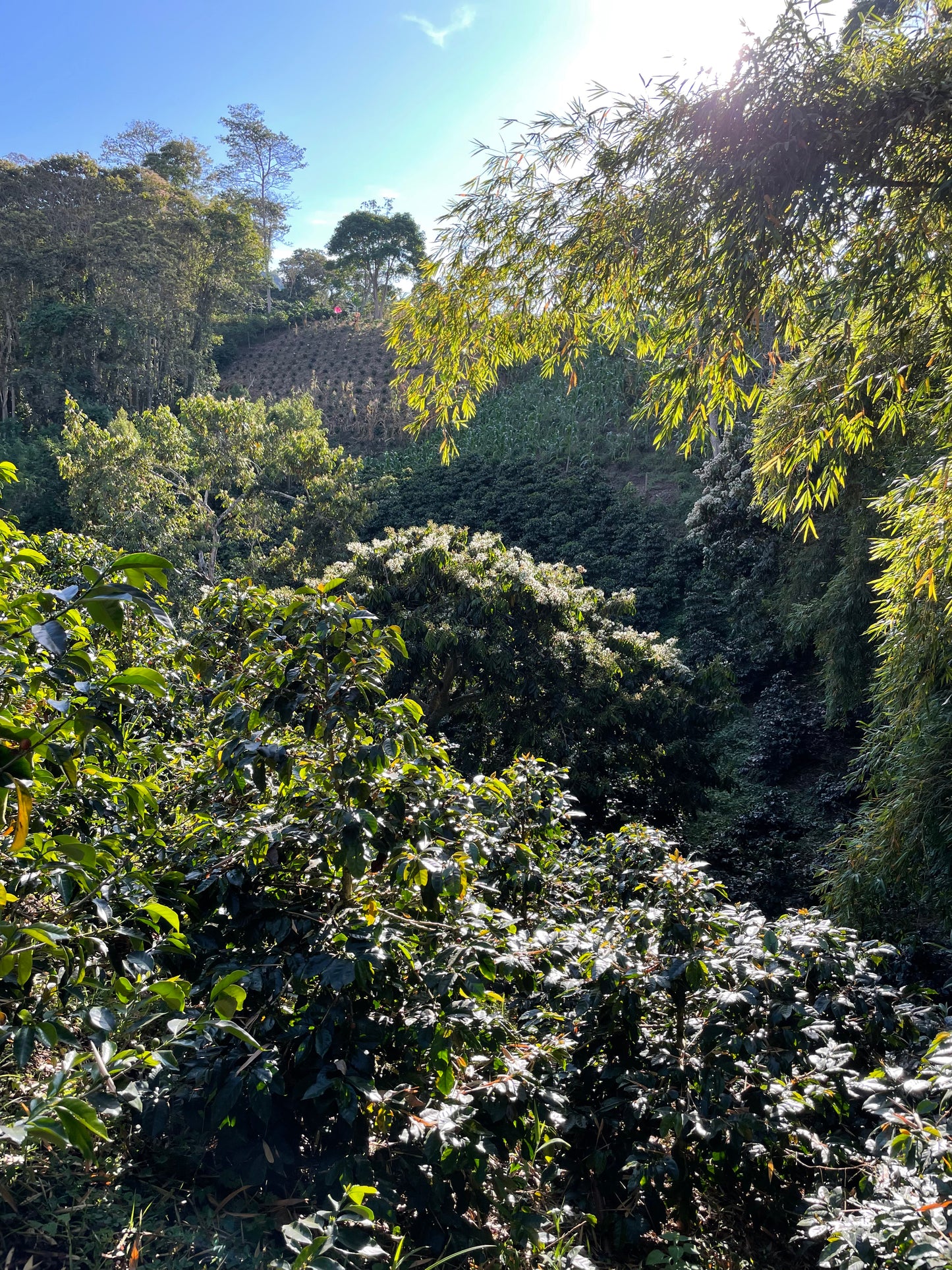 Finca La Filadelfia - Colombia, honey