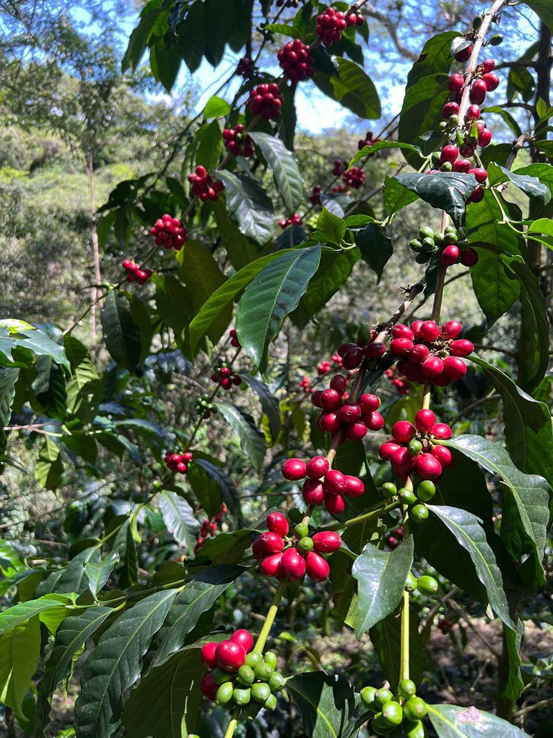 COE Lot #4 La Florida ESPRESSO - Ecuador, natural