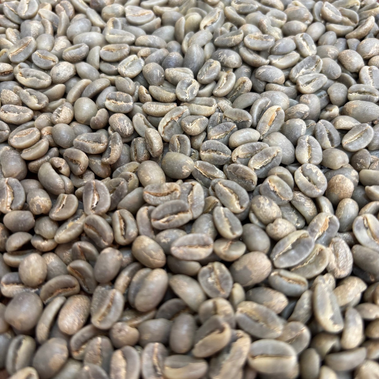 COE Honduras #9 Itacayo Anaerobic Washed Geisha - Green