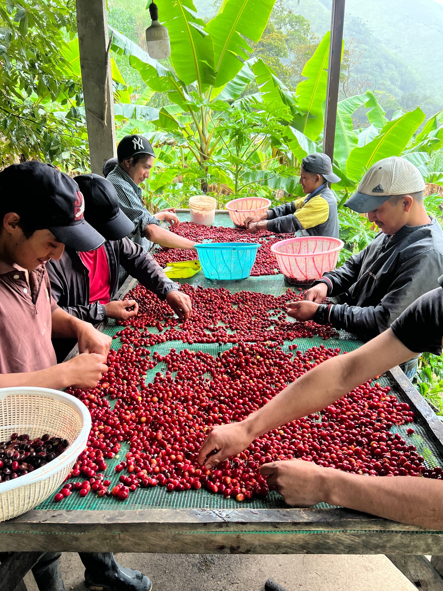 *NEW* Hacienda La Florida Typica Mejorado - Ecuador, natural carbonic maceration