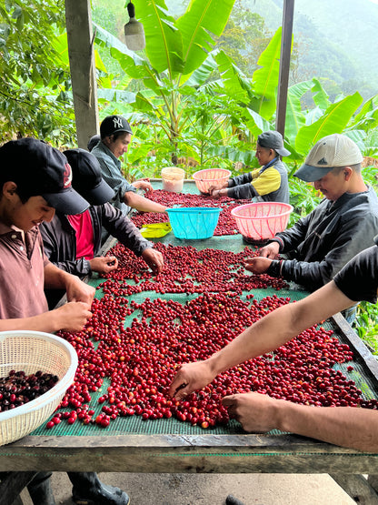 *NEW* Hacienda La Florida Typica Mejorado - Ecuador, natural carbonic maceration