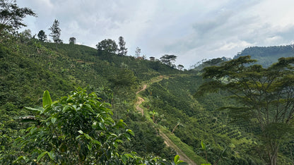 La Esperanza Tabi II - Colombia, anaerobic washed