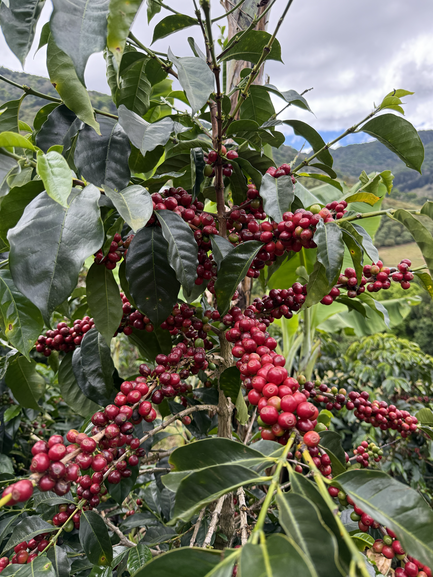 Finca Voo